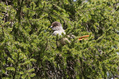 Perisoreus infaustus