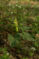 Arum cylindraceum