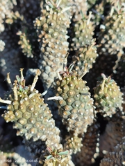 Euphorbia braunsii