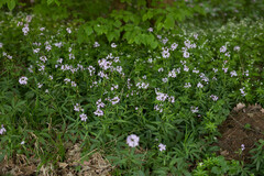 Cardamine bulbifera