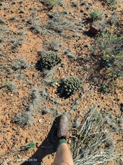 Euphorbia braunsii