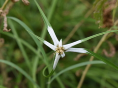 Rhynchospora colorata