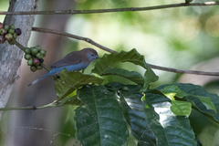 Uraeginthus bengalus