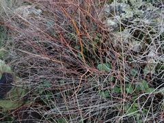 Rumex induratus