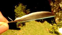 Thraupis sayaca