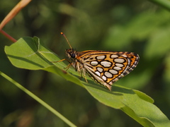 Heteropterus morpheus