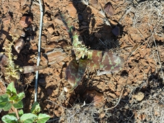 Ledebouria apertiflora