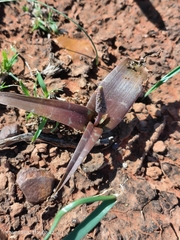 Ledebouria apertiflora