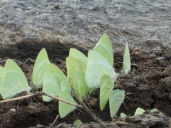 Catopsilia florella