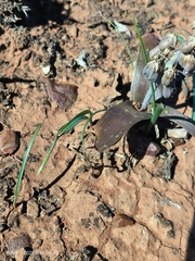 Ledebouria apertiflora