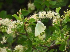 Catopsilia florella