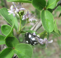 Mausoleopsis amabilis