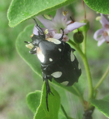 Mausoleopsis amabilis