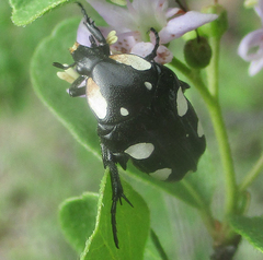 Mausoleopsis amabilis