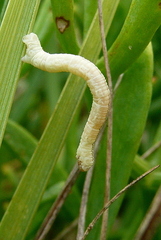 Eupithecia centaureata
