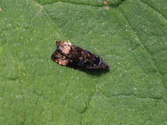 Endothenia