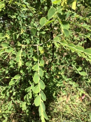 Phyllanthus gunnii