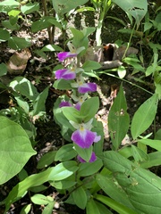 Brachycorythis helferi