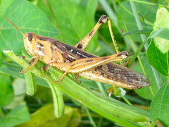 Schistocerca serialis cubense