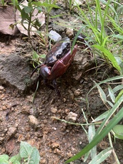 Sayamia bangkokensis