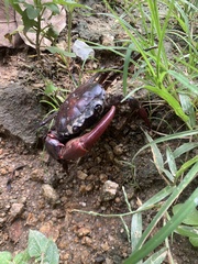 Sayamia bangkokensis