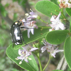 Mausoleopsis amabilis