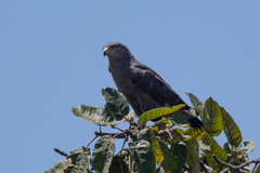 Circaetus cinerascens