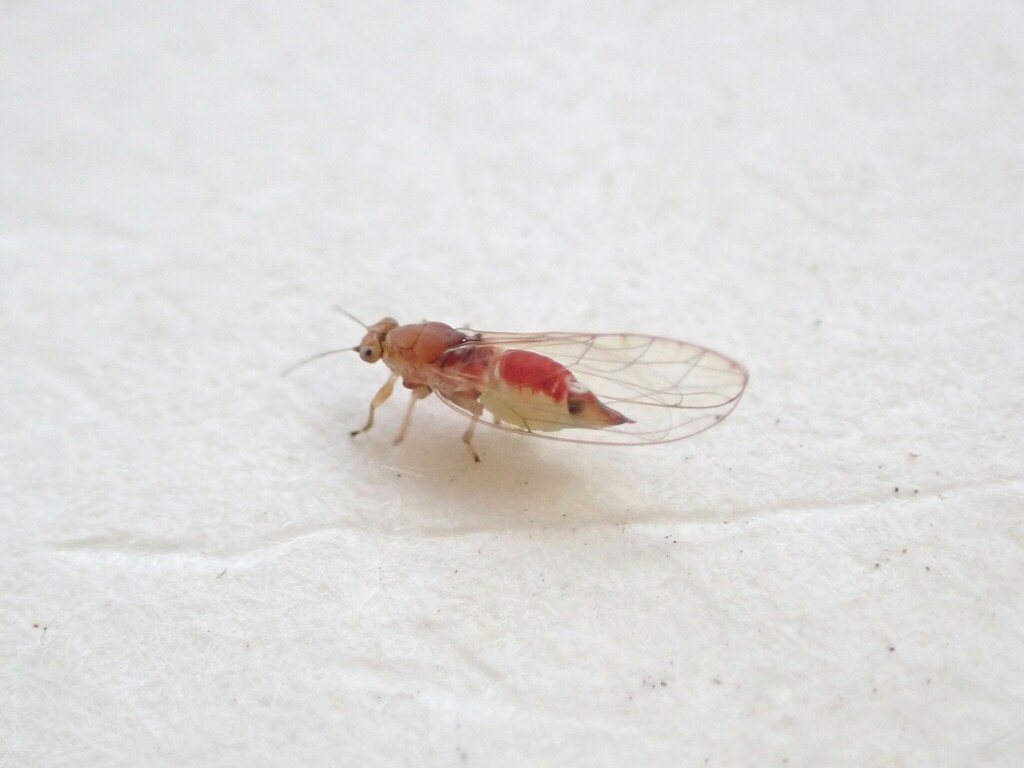 Pittosporum Psyllid