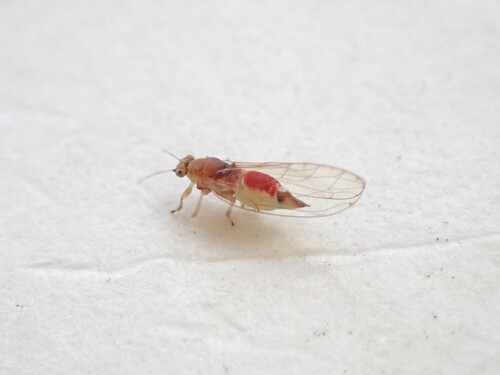 Pittosporum Psyllid