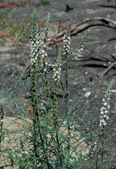 Sairocarpus coulterianus