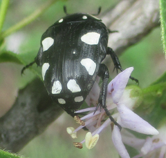 Mausoleopsis amabilis