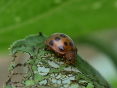 Epilachna tredecimnotata