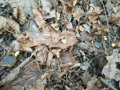 Mycetinis scorodonius