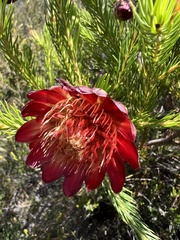 Protea nana