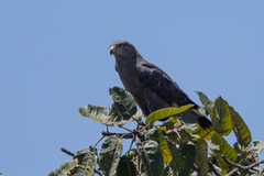 Circaetus cinerascens