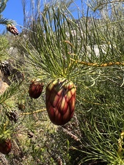 Protea witzenbergiana