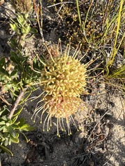 Leucospermum calligerum