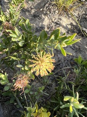 Leucospermum calligerum