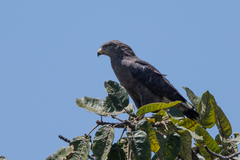 Circaetus cinerascens