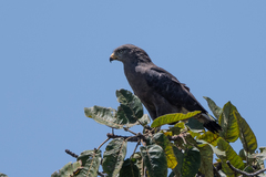 Circaetus cinerascens