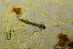 Culicinae