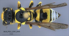 Pterocheilus