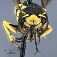 Pterocheilus