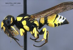 Pterocheilus