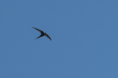 Cypsiurus parvus