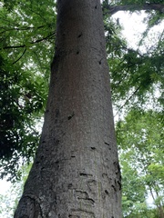 Pyrops viridirostris