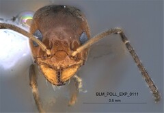 Forelius pruinosus