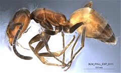 Forelius pruinosus