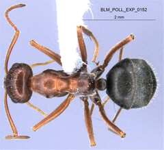 Endiodioctes