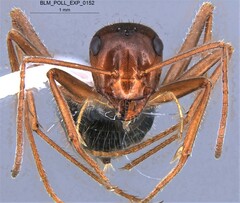 Endiodioctes